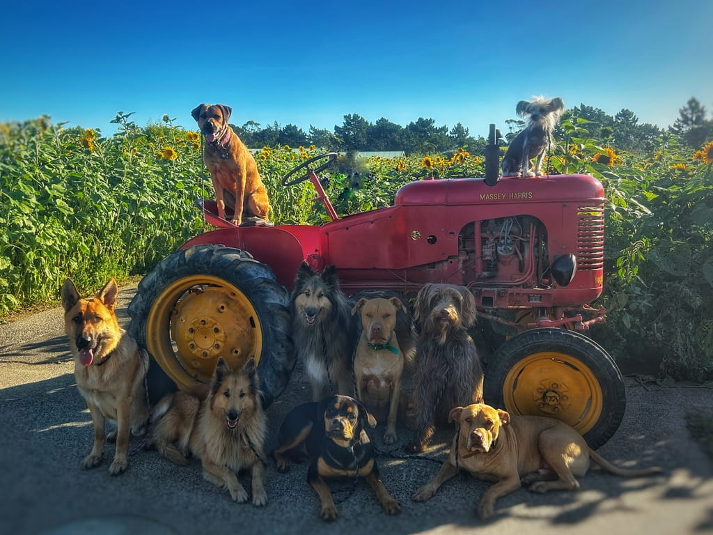The Pack